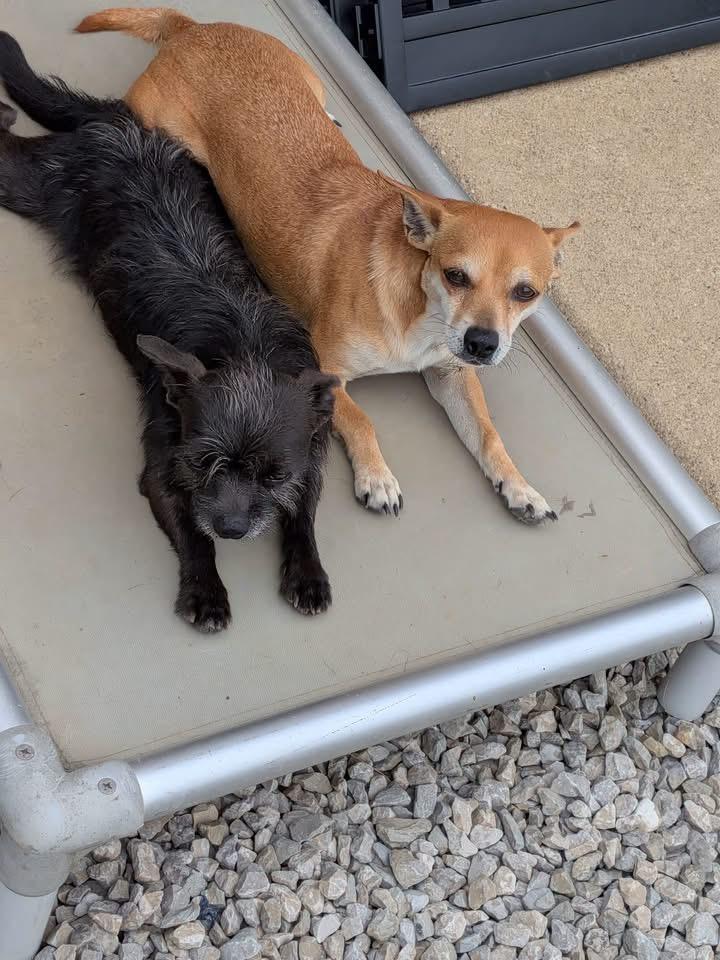Enlarge Rachel and Joe, a ADOPTABLE mixed breed in Louisville, KY image 1/1