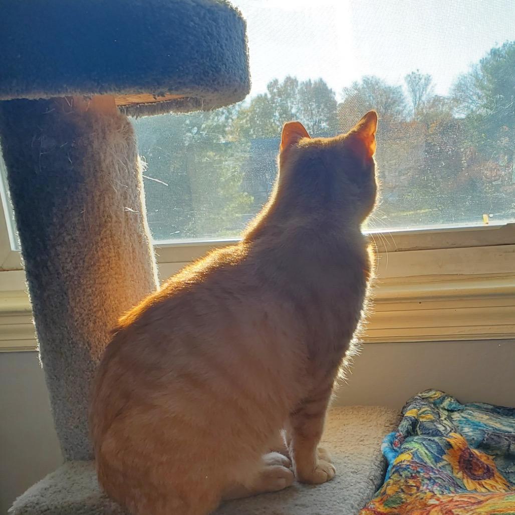 Enlarge 0525-161 Carrot Cake, a Adoptable Domestic Short Hair in Abingdon, MD image 1/6