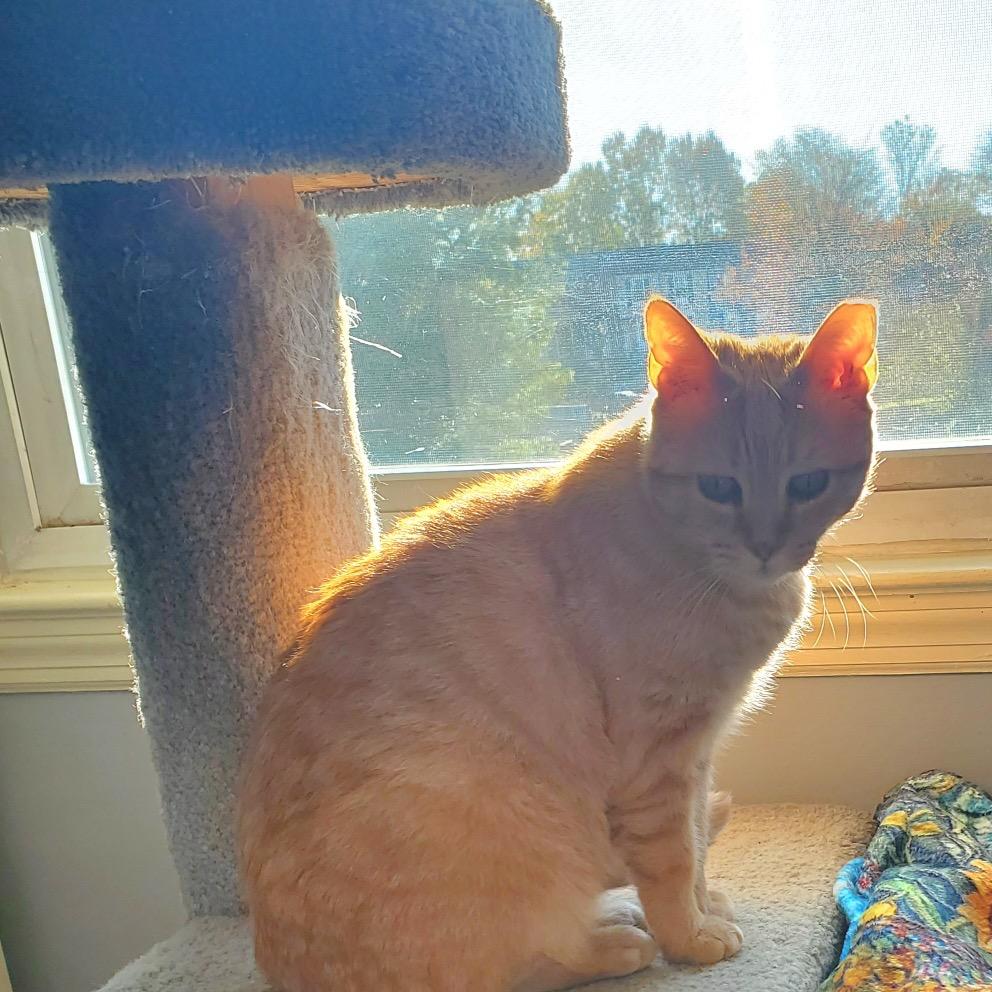 Enlarge 0525-161 Carrot Cake, a Adoptable Domestic Short Hair in Abingdon, MD image 2/6