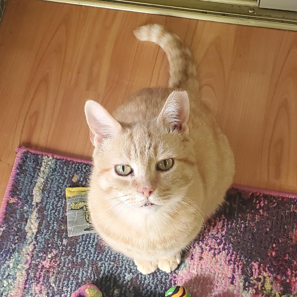 0525-161 Carrot Cake — thumbnail 3