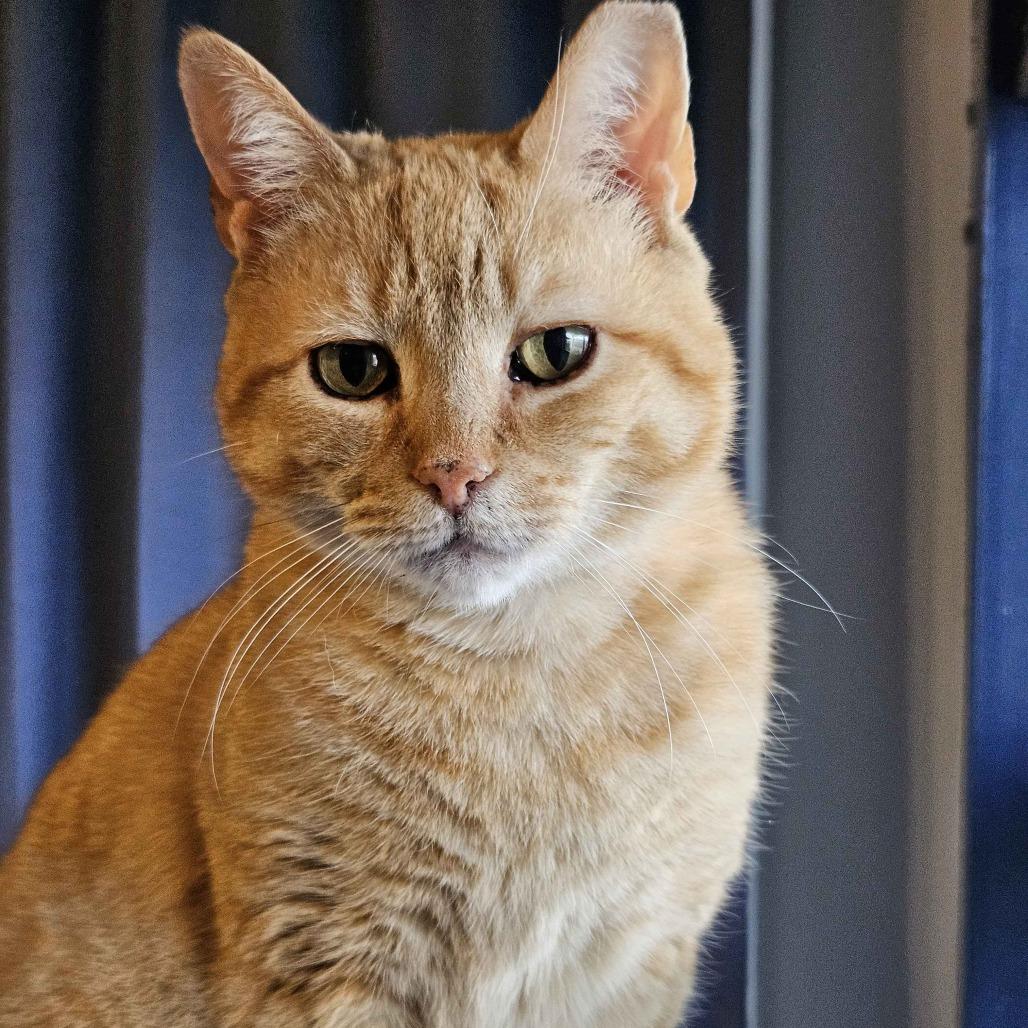Enlarge 0525-161 Carrot Cake, a Adoptable Domestic Short Hair in Abingdon, MD image 4/6