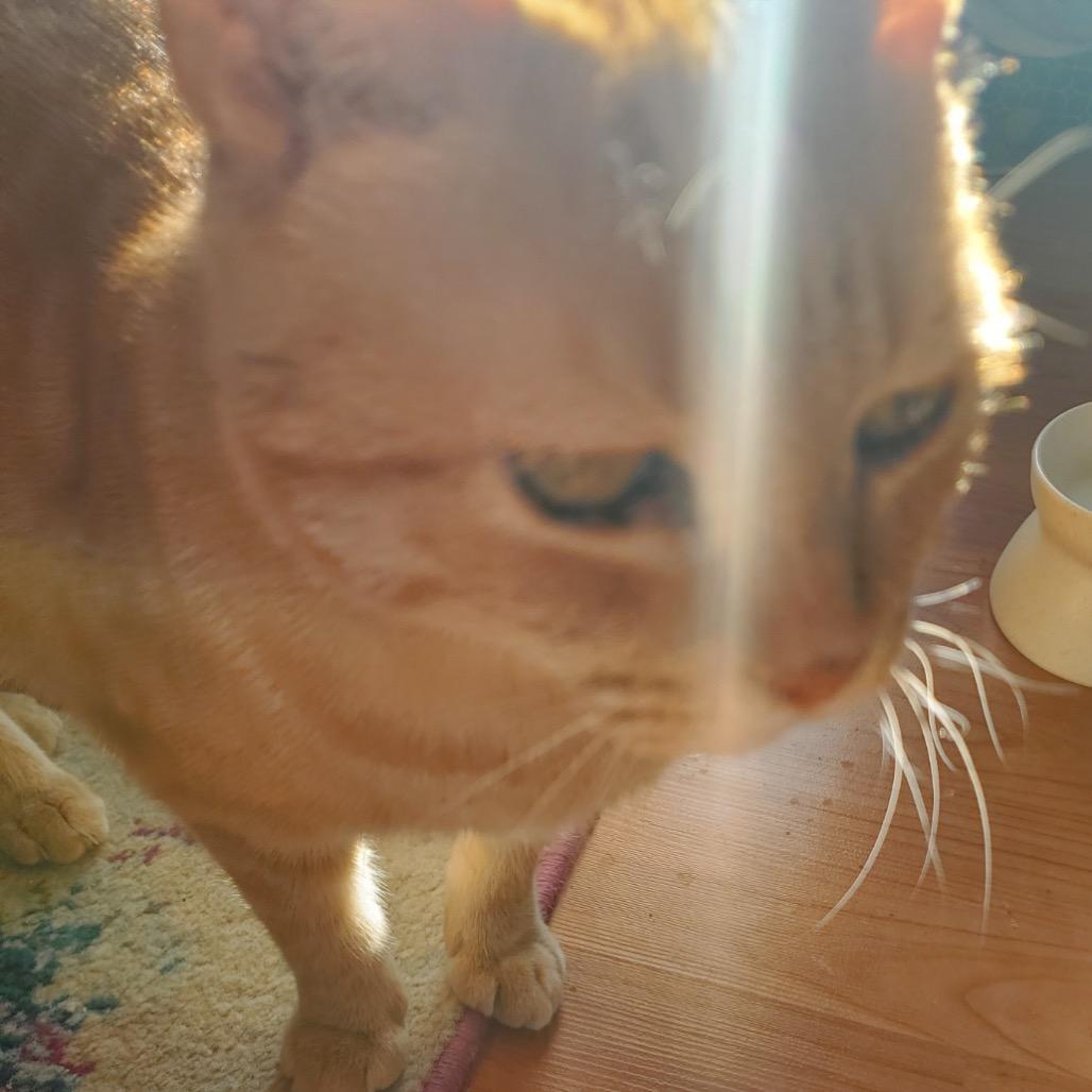 Enlarge 0525-161 Carrot Cake, a Adoptable Domestic Short Hair in Abingdon, MD image 4/6