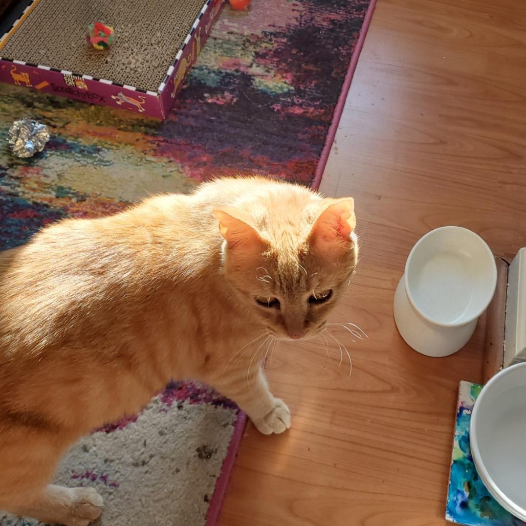 0525-161 Carrot Cake — thumbnail 5