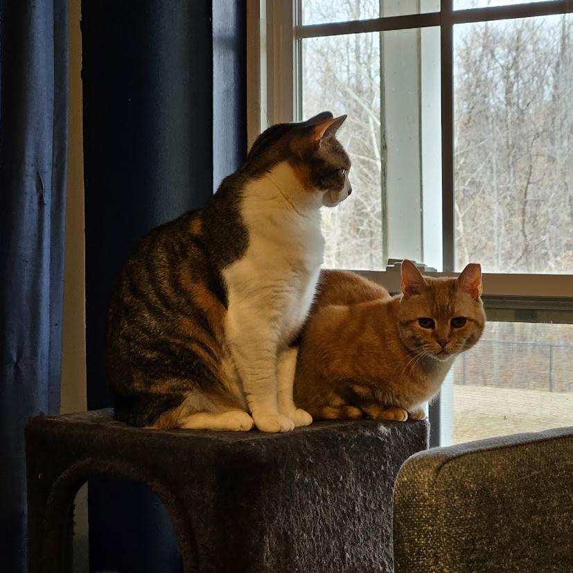 Enlarge 0525-161 Carrot Cake, a Adoptable Domestic Short Hair in Abingdon, MD image 6/6