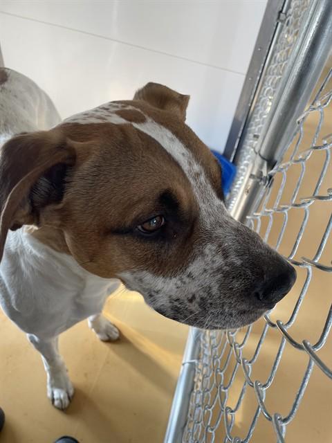 VINNY, Adoptable, Adult Male Boxer & Mixed Breed.