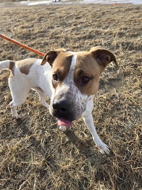 Enlarge VINNY, a Adoptable mixed breed in Casper, WY image 1/1