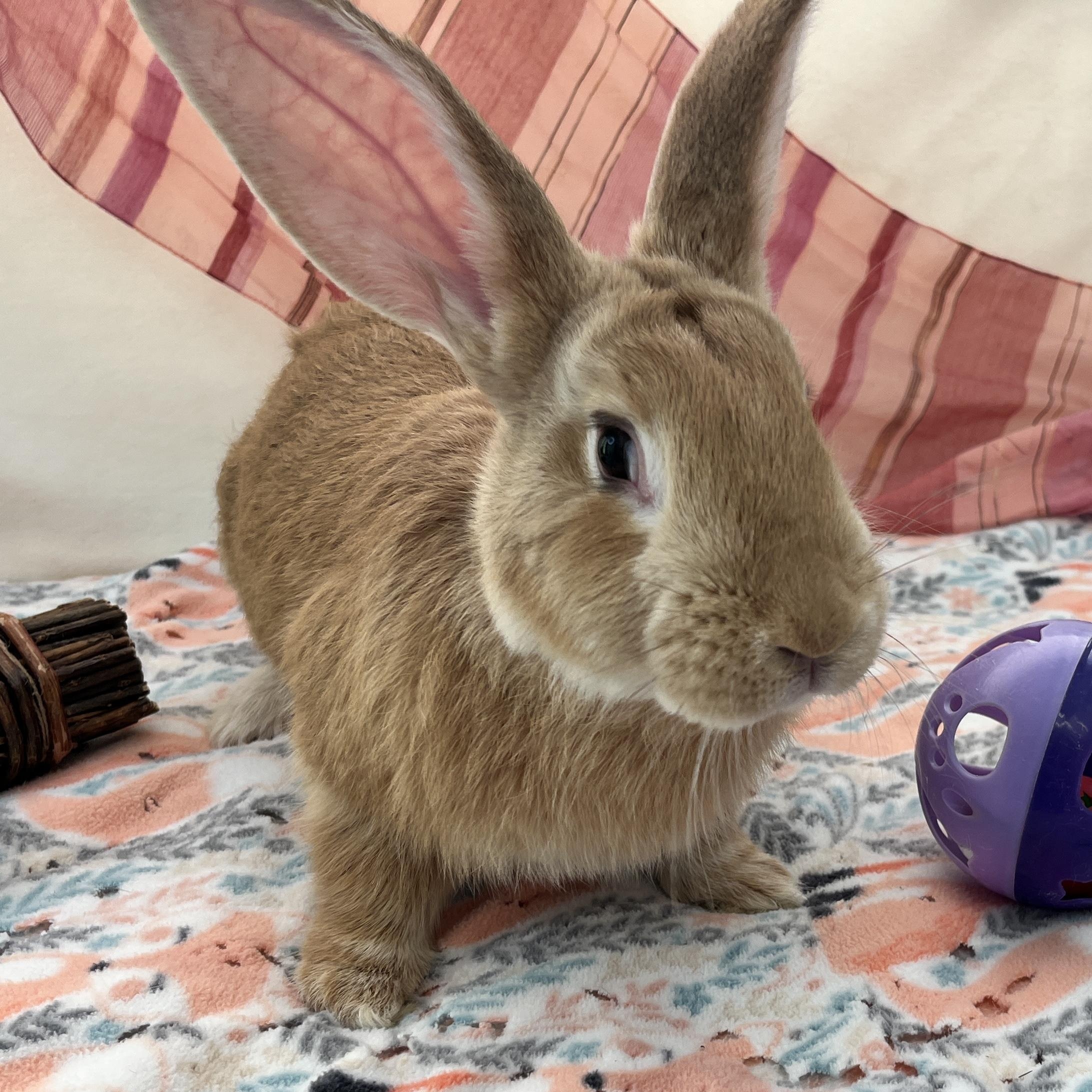 Enlarge Freya, an adopted mixed breed in Oakland, CA image 4/6