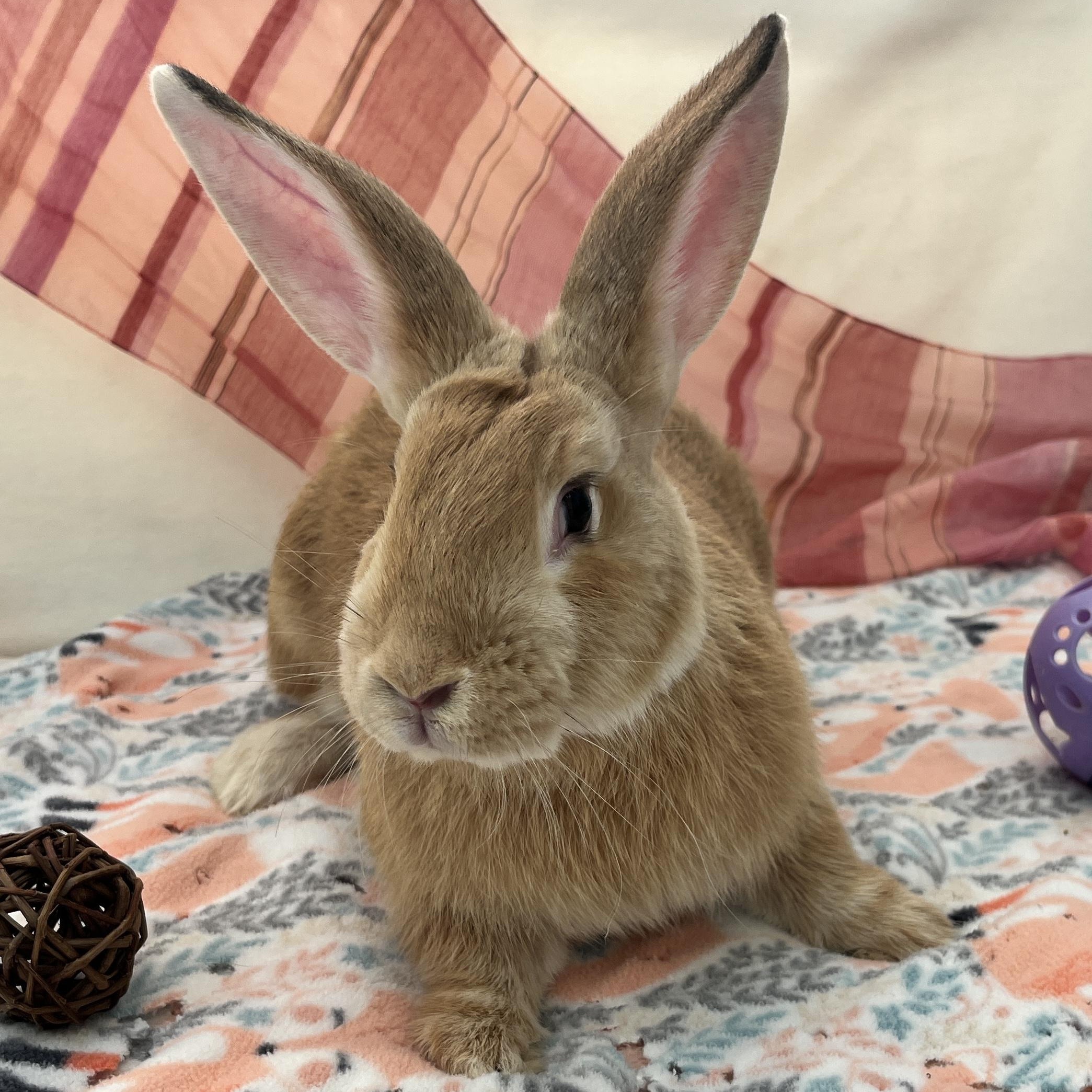 Enlarge Freya, an adopted mixed breed in Oakland, CA image 1/6