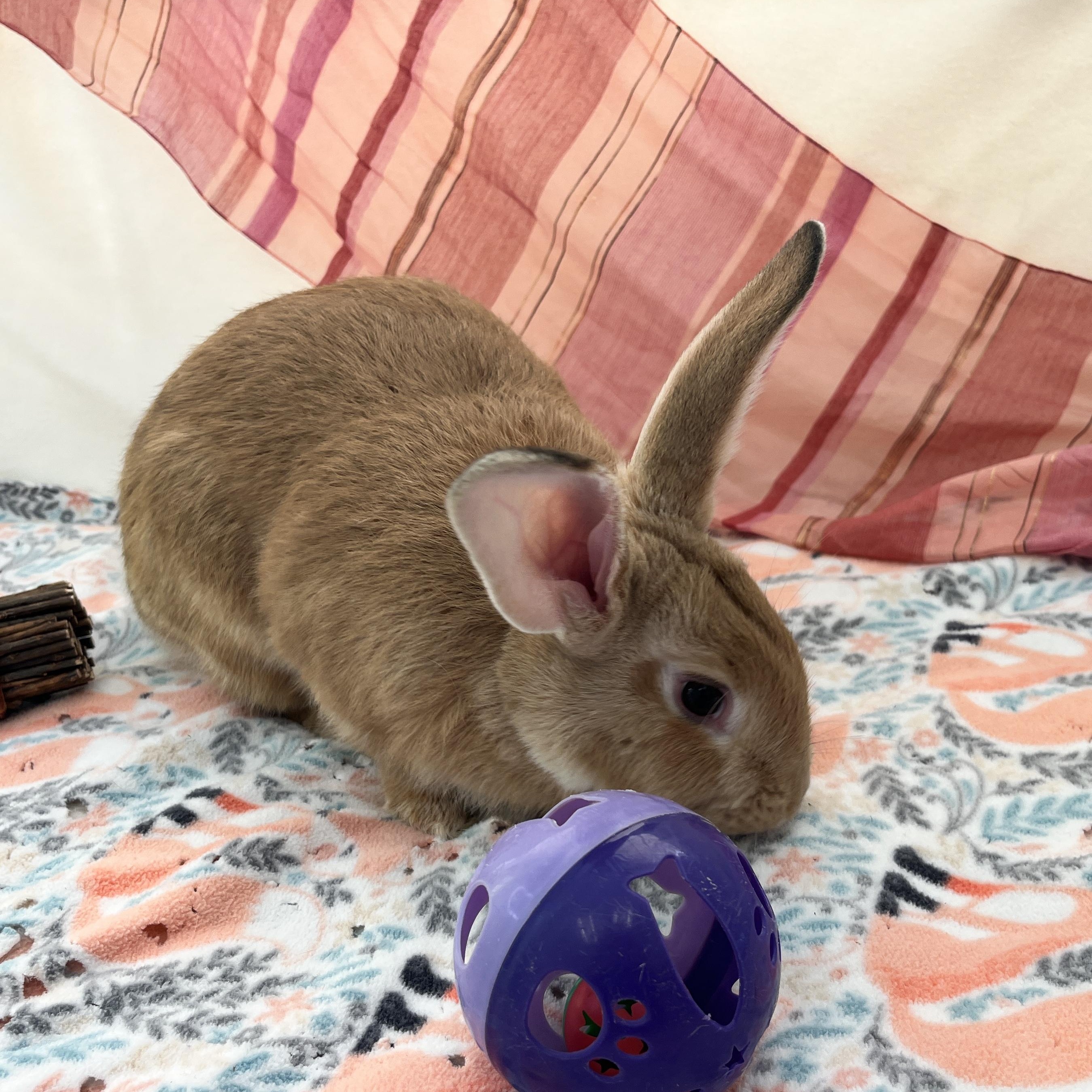 Enlarge Freya, an adopted mixed breed in Oakland, CA image 5/6