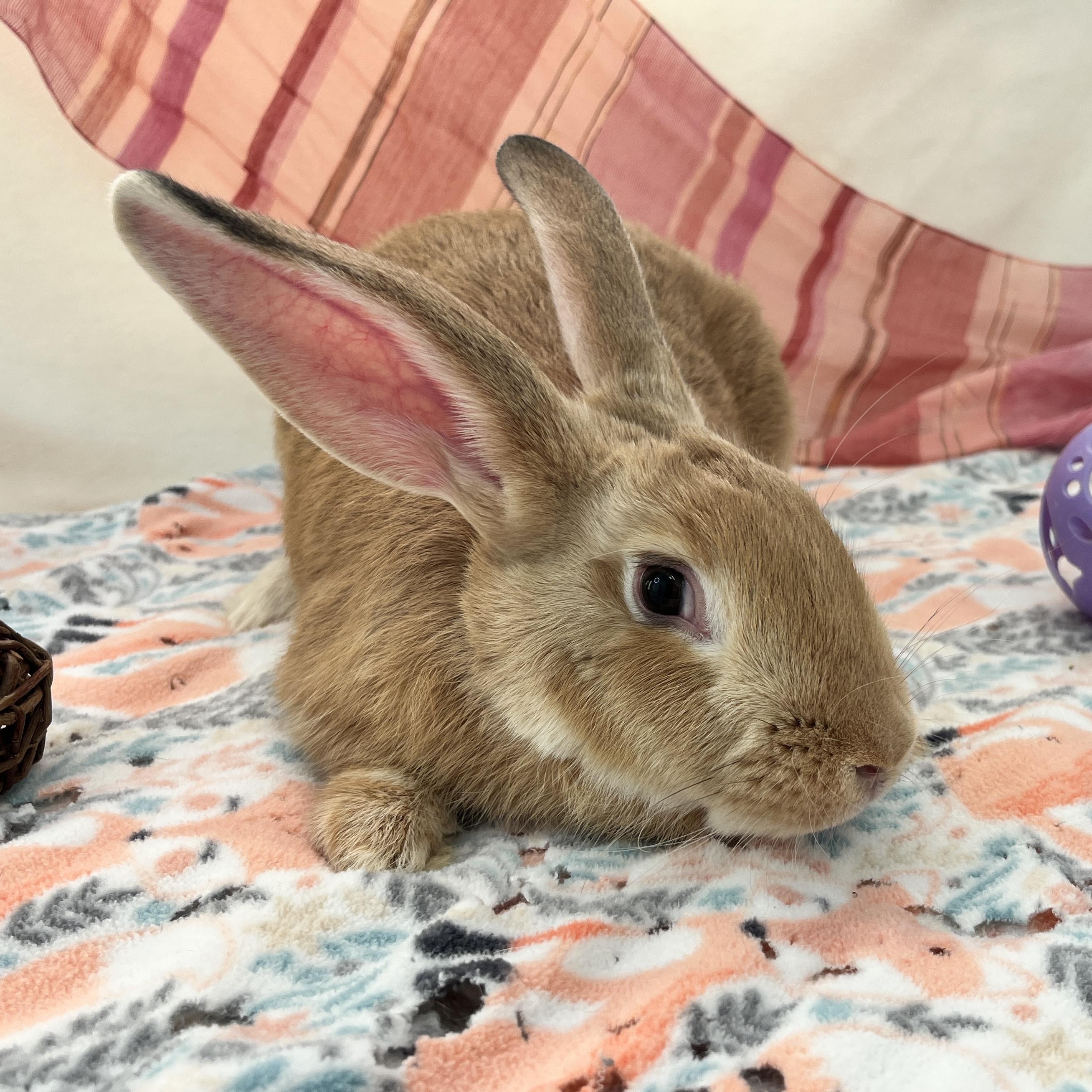 Enlarge Freya, an adopted mixed breed in Oakland, CA image 6/6