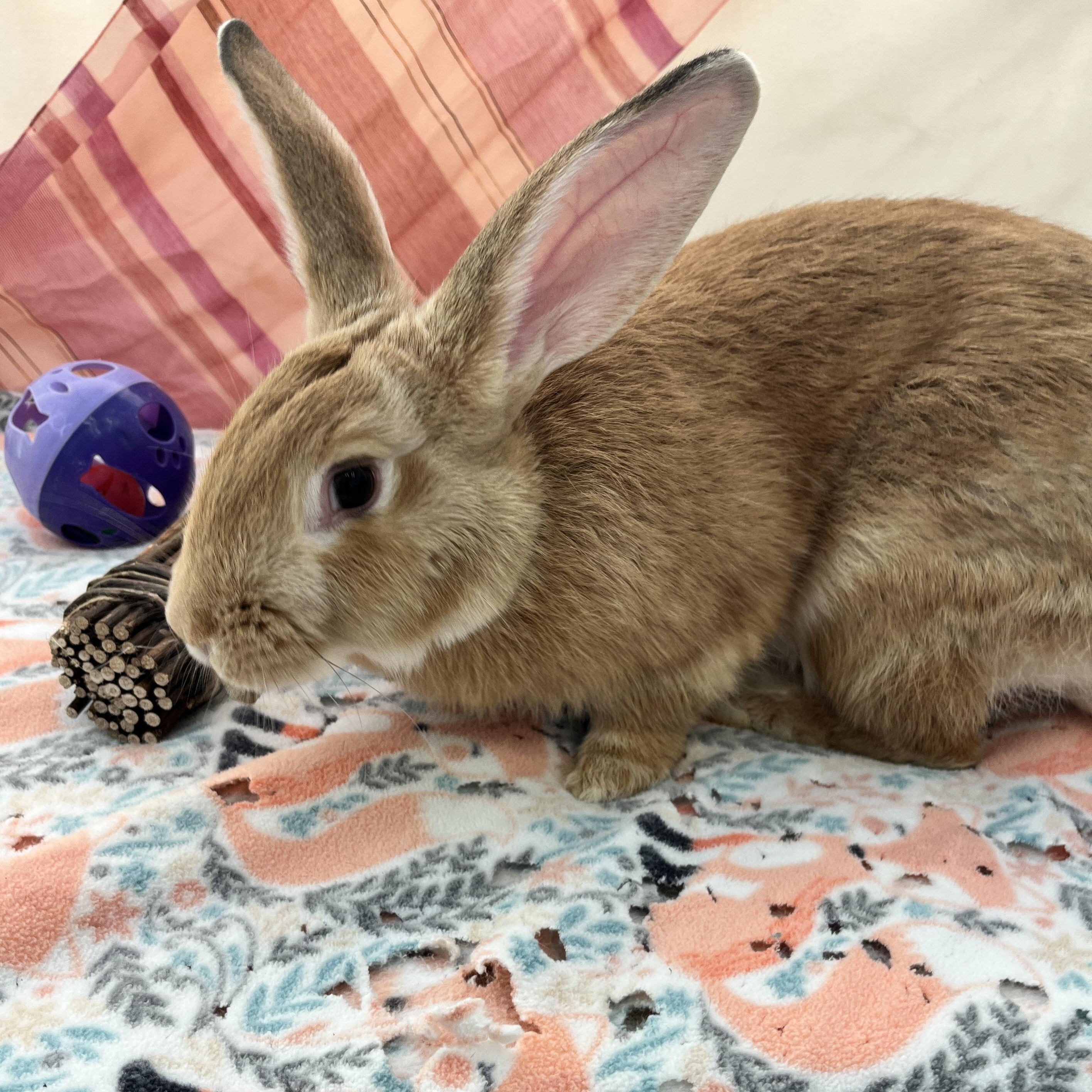 Enlarge Freya, an adopted mixed breed in Oakland, CA image 3/6