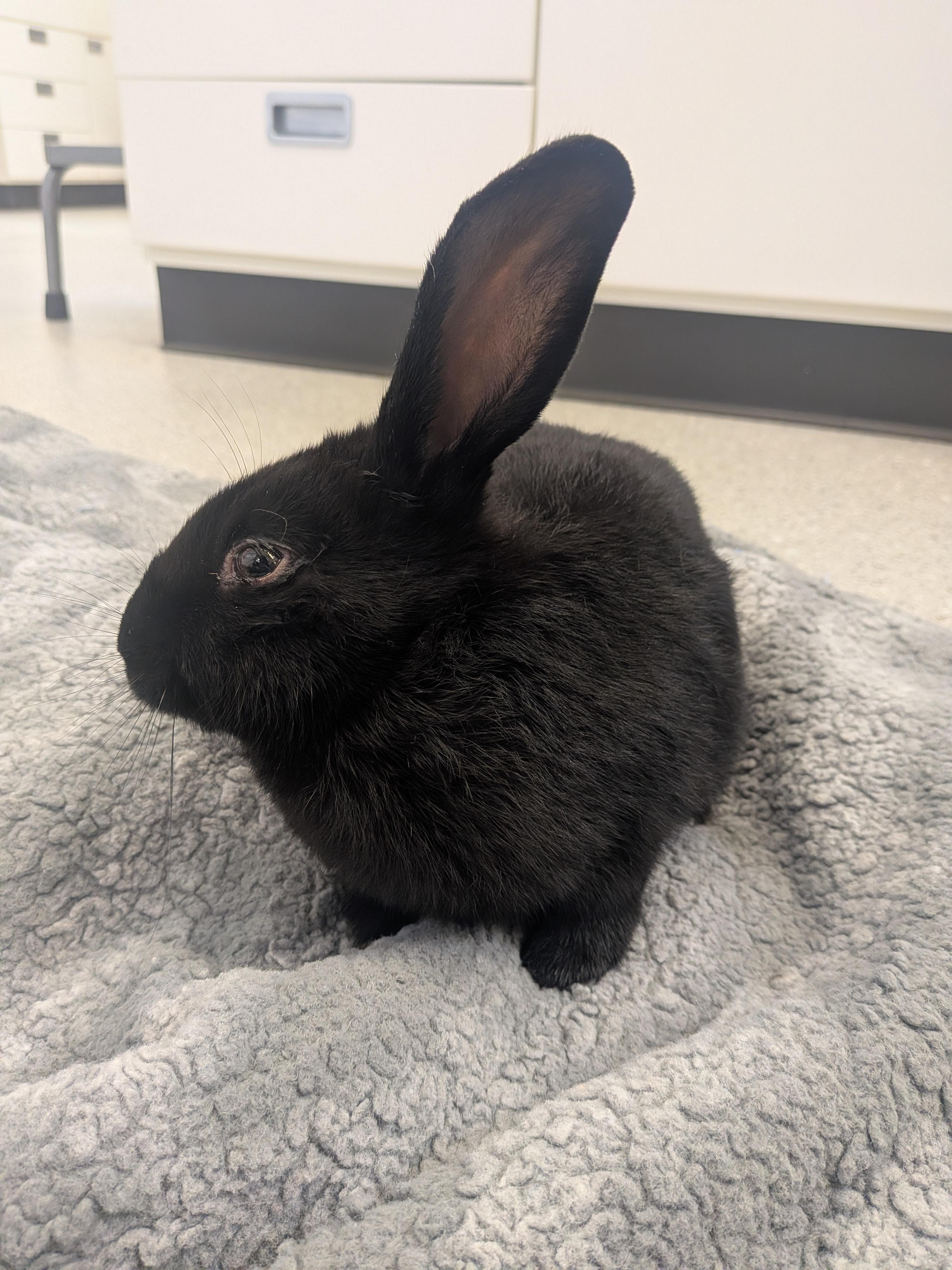 Anthony, Adoptable, Baby Male Satin.
