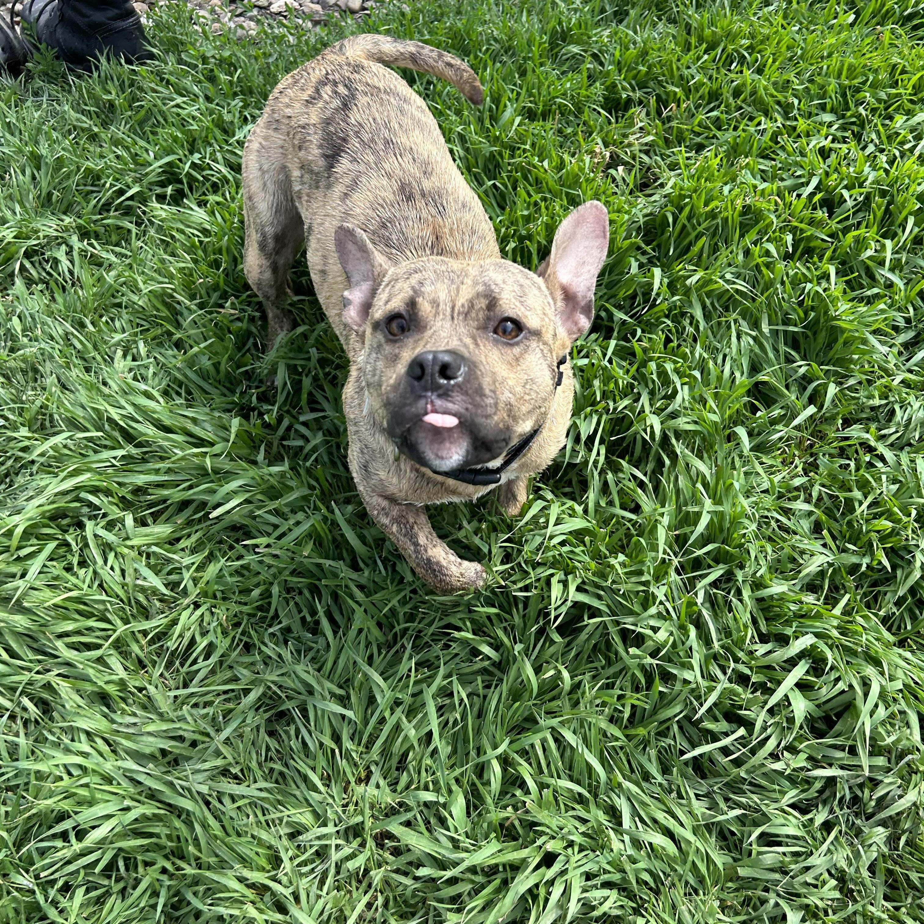 Scooter (DCAS)