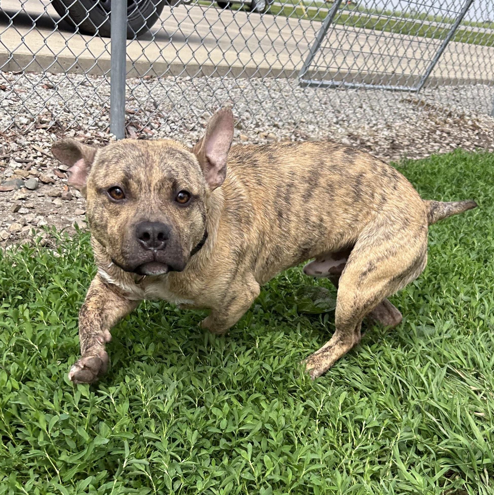 Scooter (DCAS)