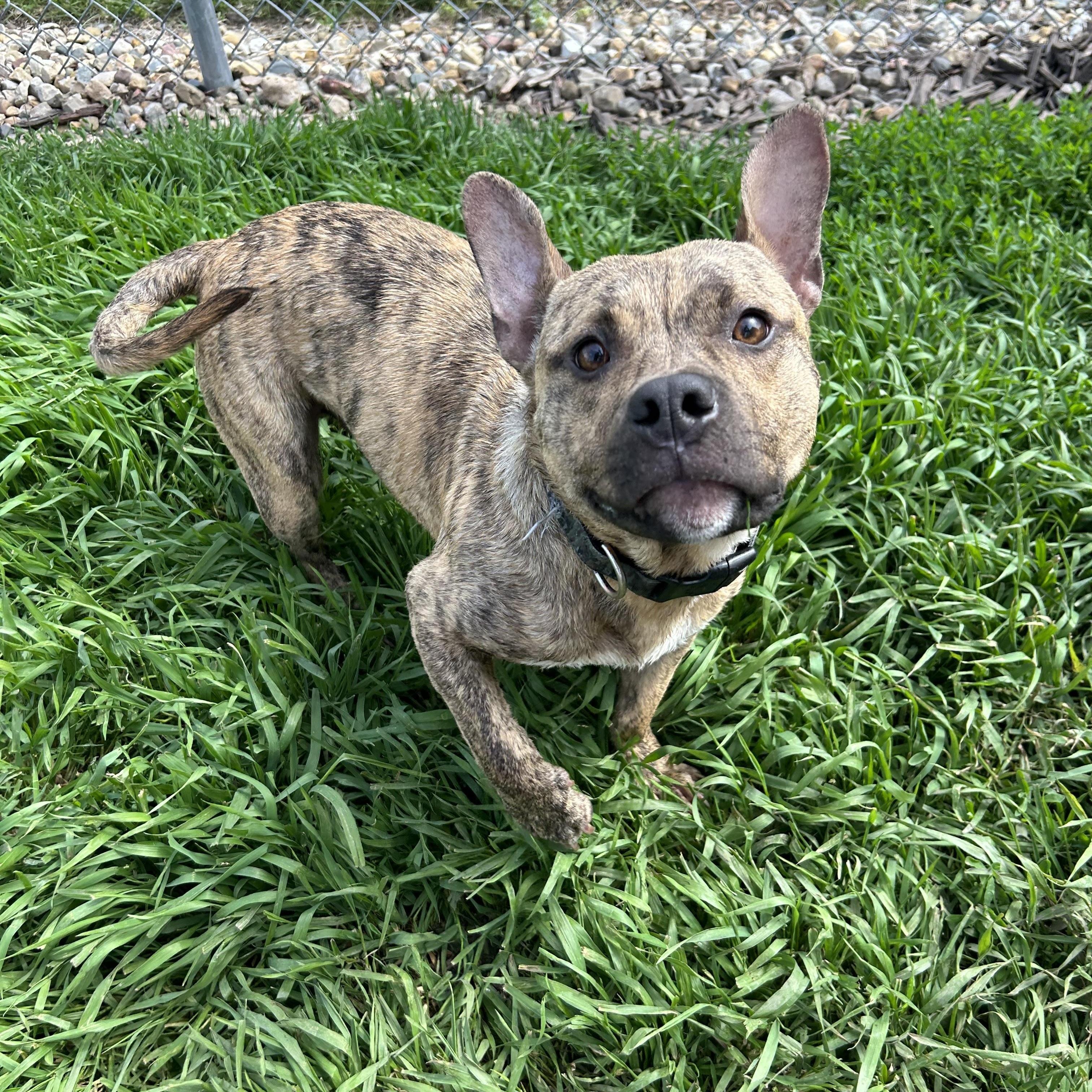 Scooter (DCAS)