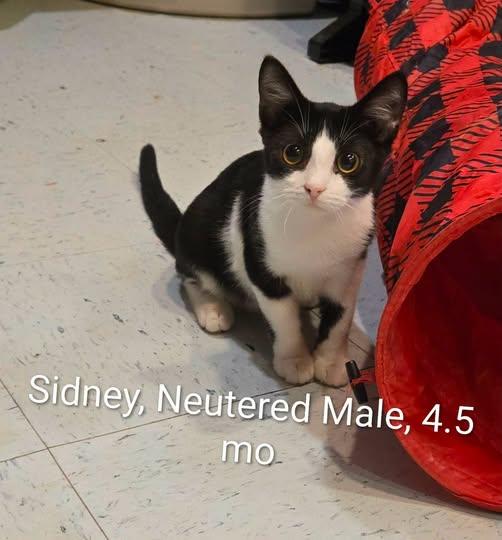 Sidney, adoptable, Young Male Domestic Short Hair.