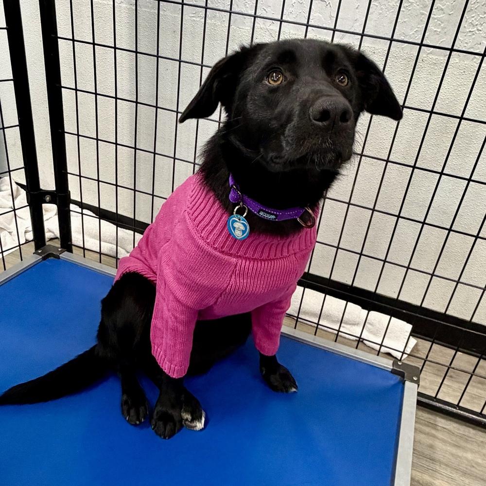 Raven, Adoptable, Young Female Labrador Retriever.