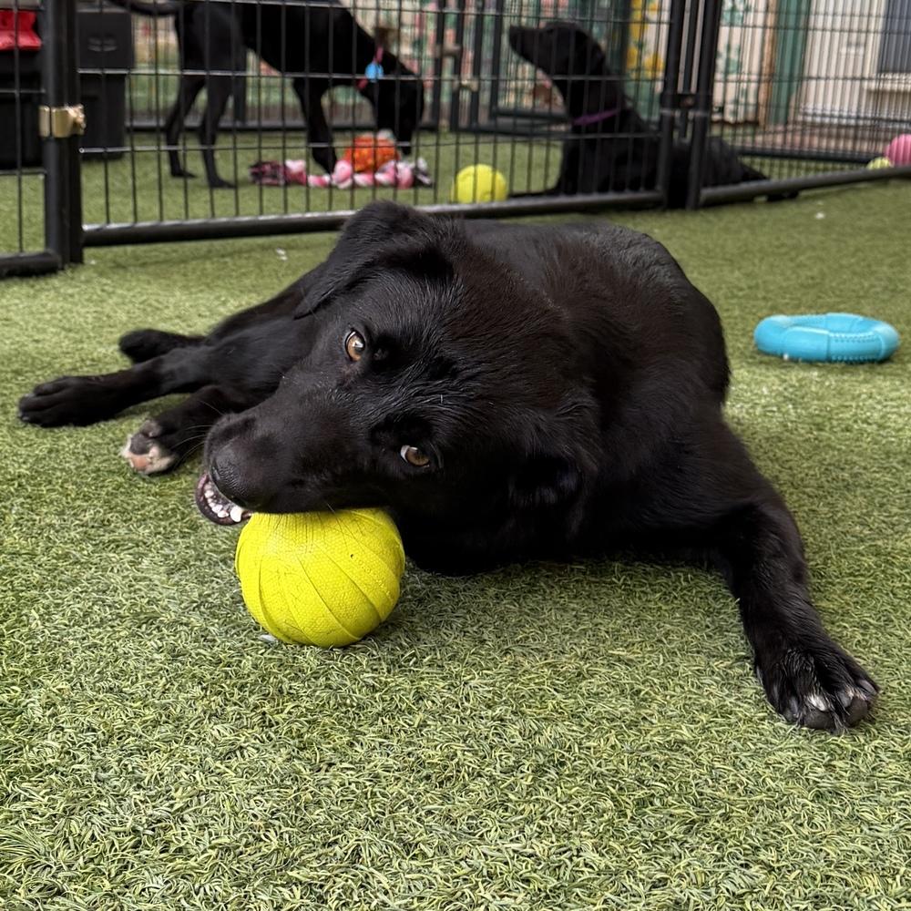 Enlarge Raven, a Adoptable mixed breed in Hurricane, UT image 2/6