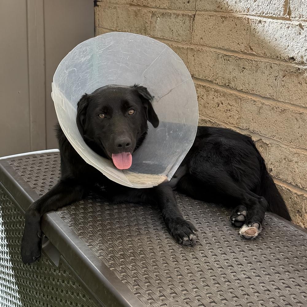 Enlarge Raven, a Adoptable mixed breed in Hurricane, UT image 4/6