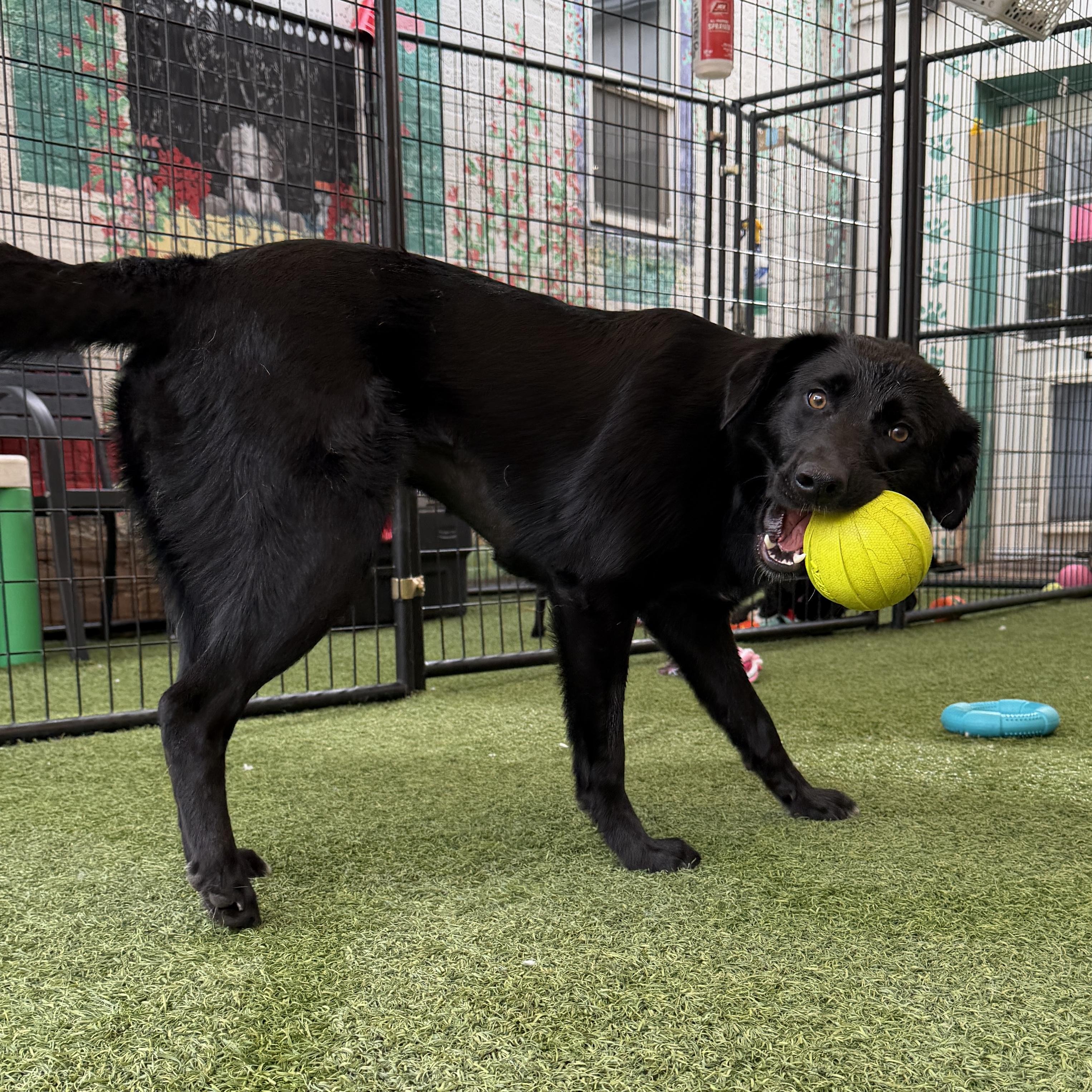 Raven, a Adoptable mixed breed in Hurricane, UT image 4/6