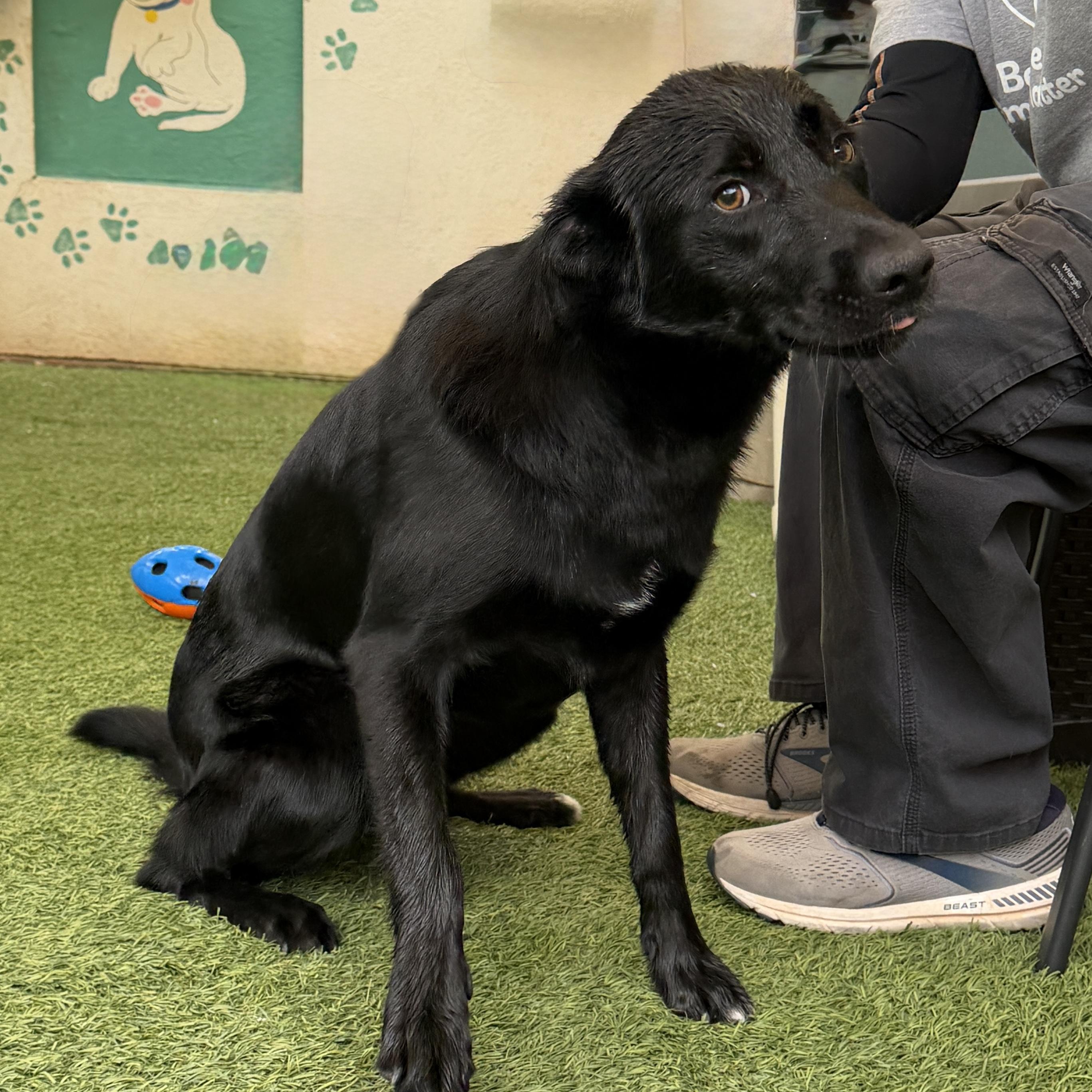 Raven, a Adoptable mixed breed in Hurricane, UT image 2/6