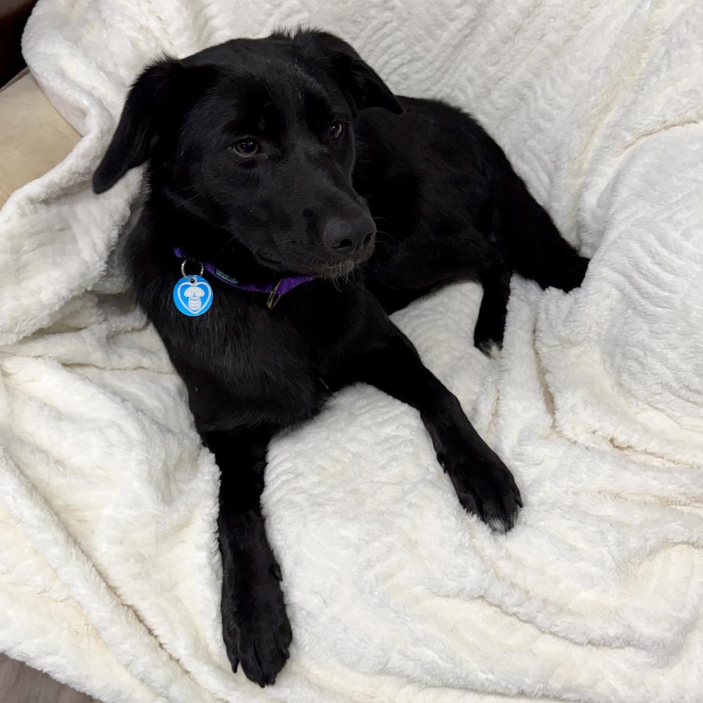 Enlarge Raven, a Adoptable mixed breed in Hurricane, UT image 6/6