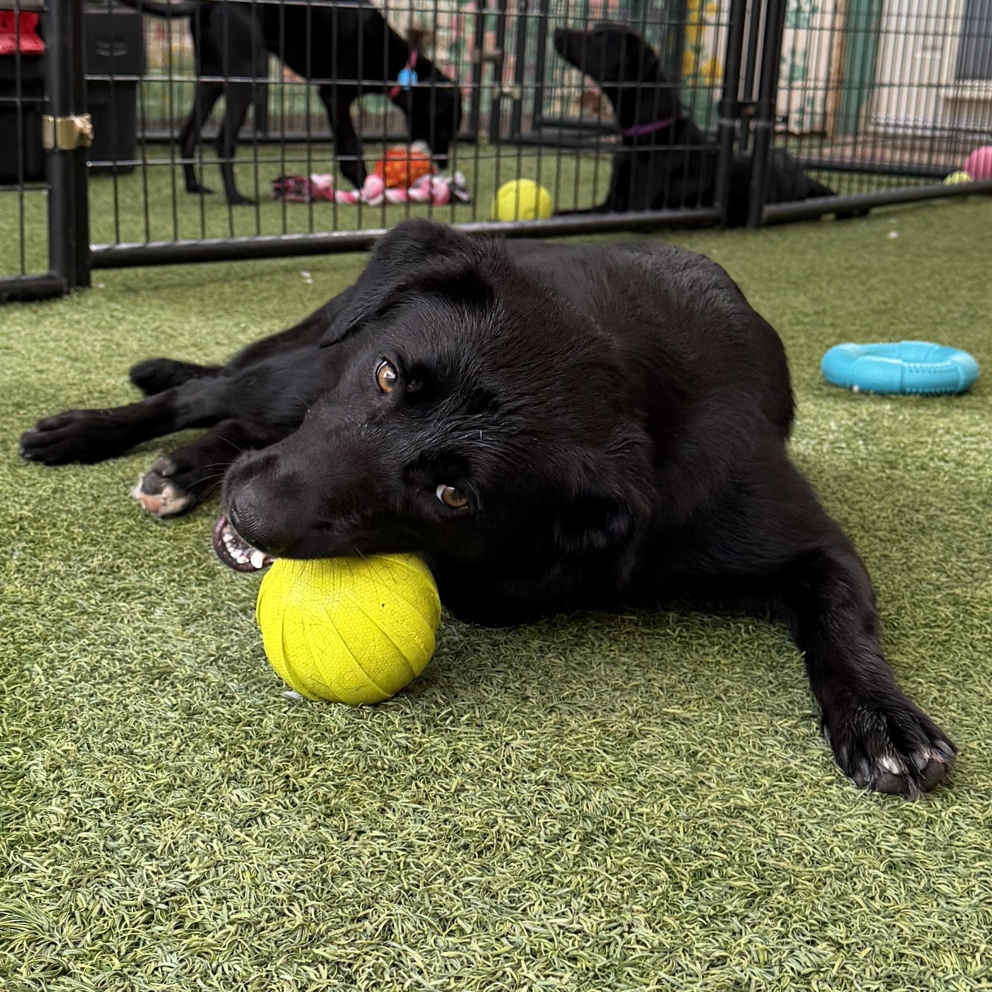 Raven, a Adoptable mixed breed in Hurricane, UT image 1/6