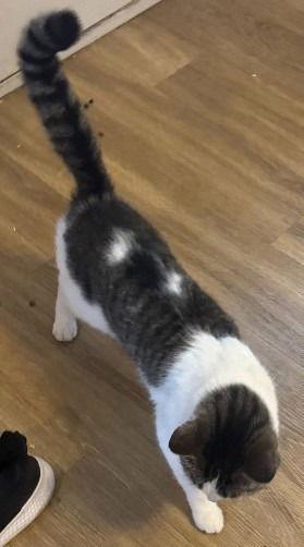 Lola, a Adoptable Domestic Short Hair in Battle Ground, WA image 1/3