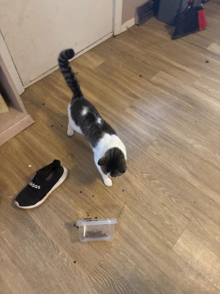 Lola, a Adoptable Domestic Short Hair in Battle Ground, WA image 2/3