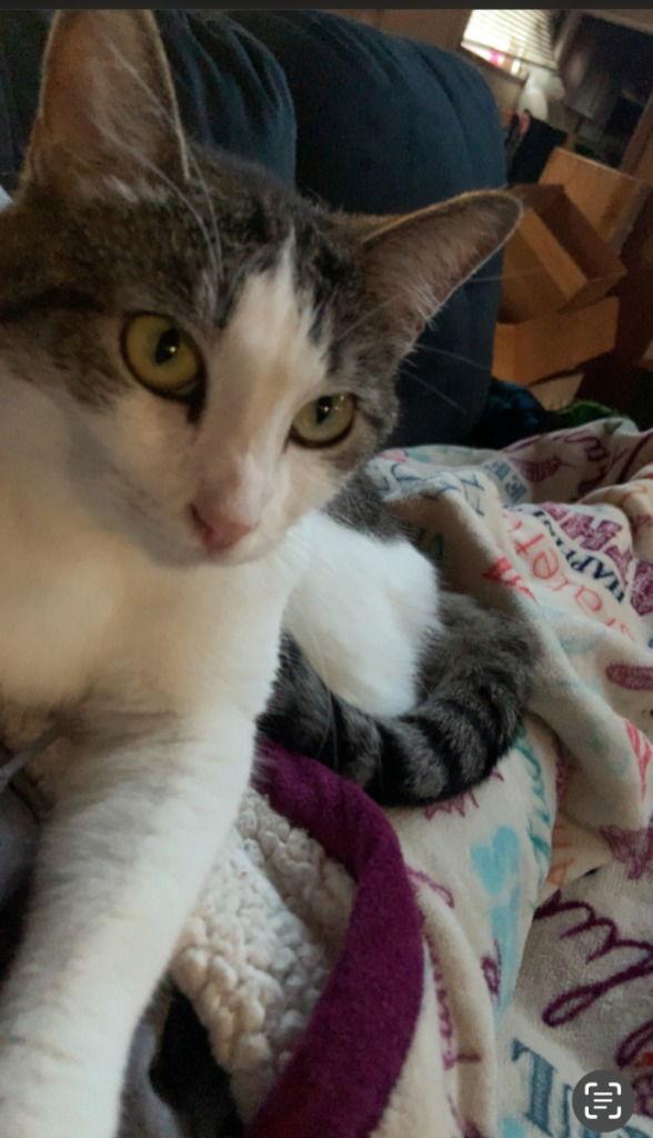 Lola, a Adoptable Domestic Short Hair in Battle Ground, WA image 3/3