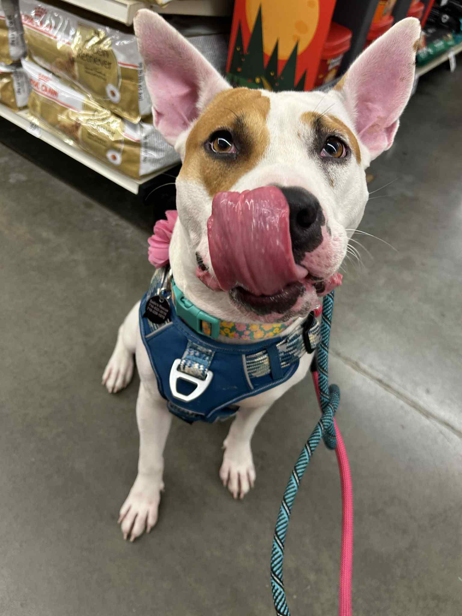 Caya, Adoptable, Adult Female Pit Bull Terrier & Cattle Dog.