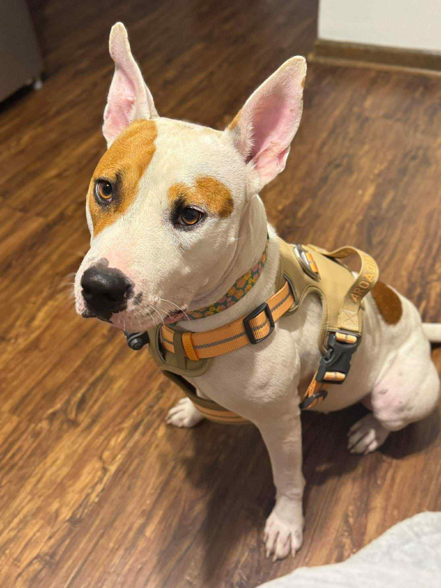 Enlarge Caya, a Adoptable mixed breed in Springville, NY image 2/3