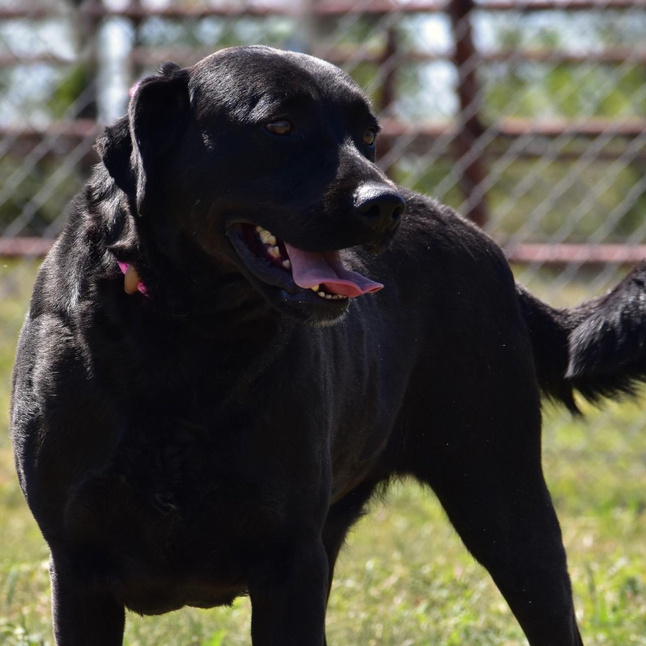 Linnie, adoptable, Adult Female Labrador Retriever.