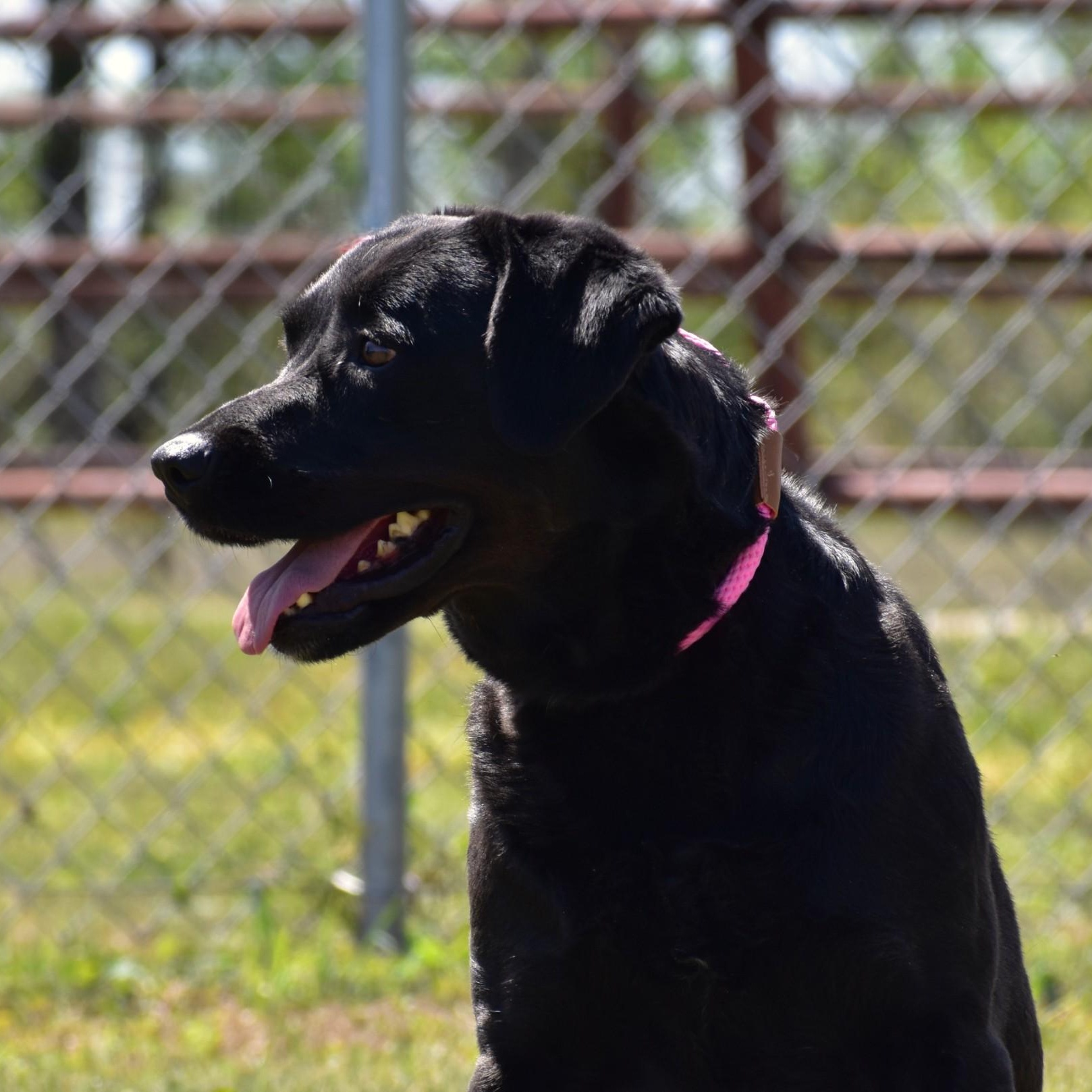Linnie, an adoptable mixed breed in Sandy Hook, CT image 5/6