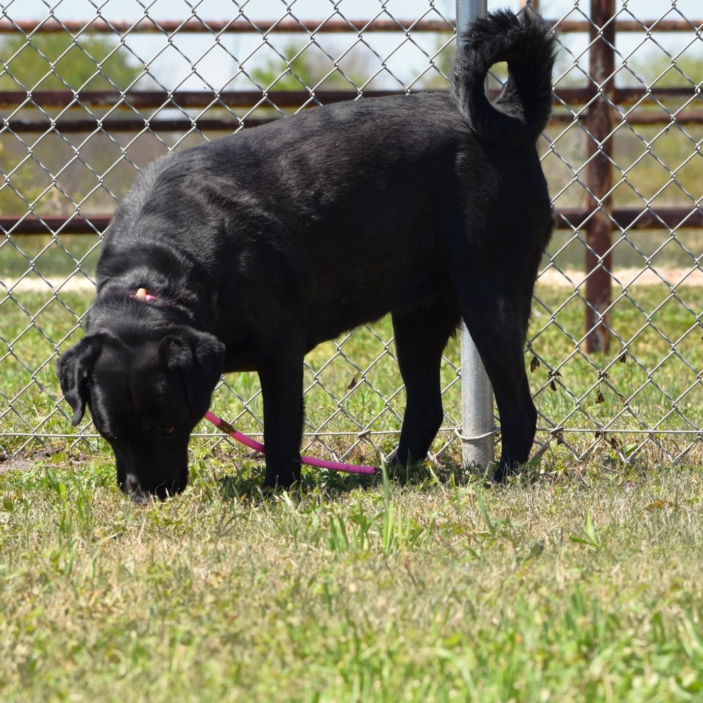 Linnie, an adoptable mixed breed in Sandy Hook, CT image 4/6