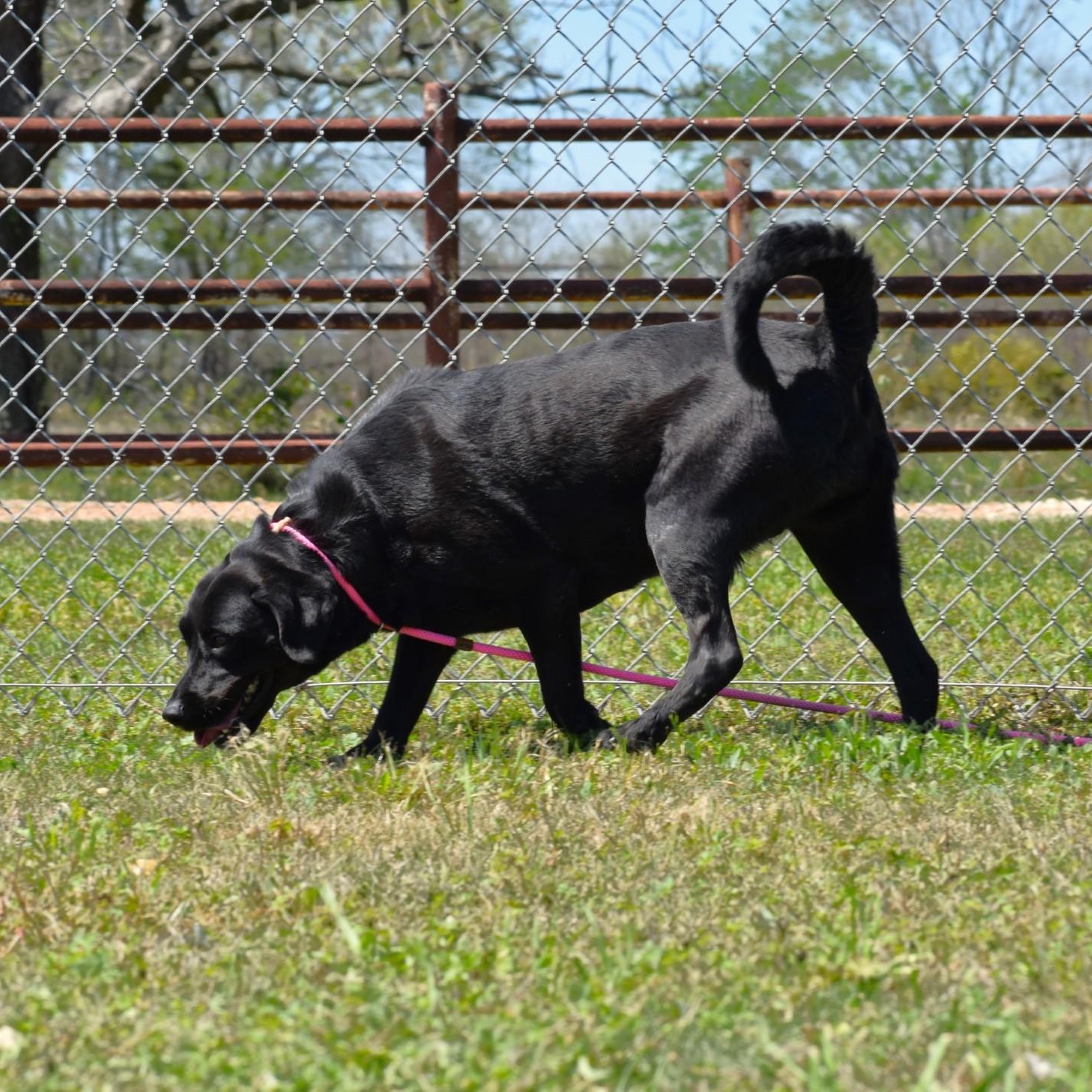 Linnie, an adoptable mixed breed in Sandy Hook, CT image 6/6