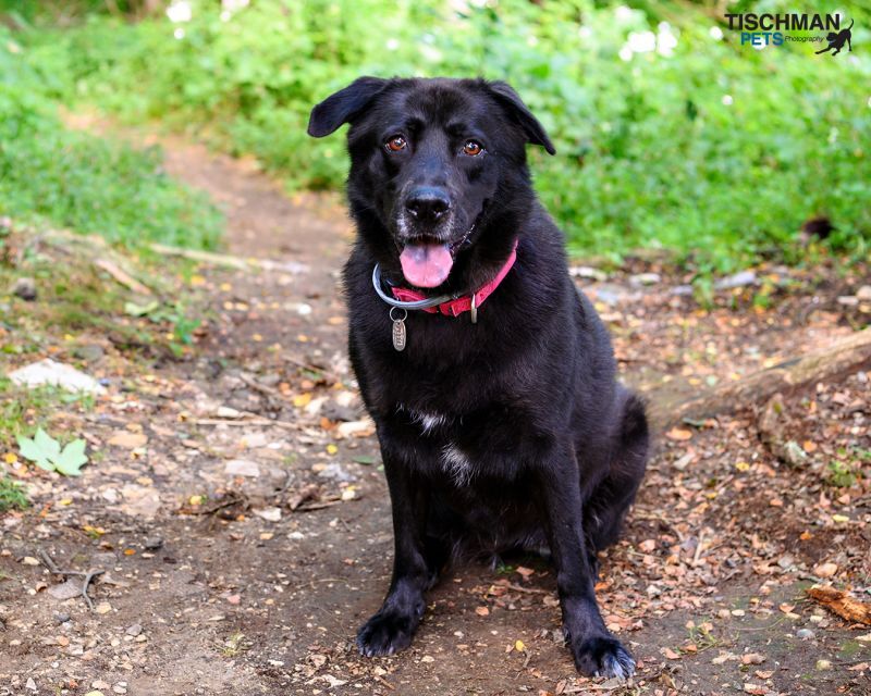 Shiba, a Adoptable Labrador Retriever in Bedford, NY image 1/12