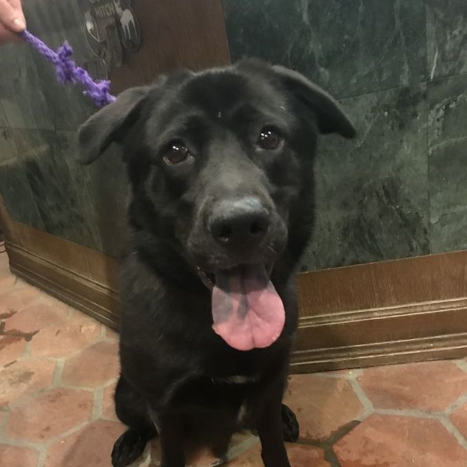 Shiba, a Adoptable Labrador Retriever in Bedford, NY image 2/12