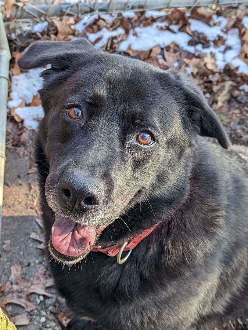 Shiba, a Adoptable Labrador Retriever in Bedford, NY image 3/12