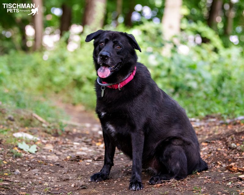 Shiba, a Adoptable Labrador Retriever in Bedford, NY image 4/12