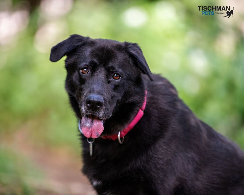 Shiba, a Adoptable Labrador Retriever in Bedford, NY image 5/12