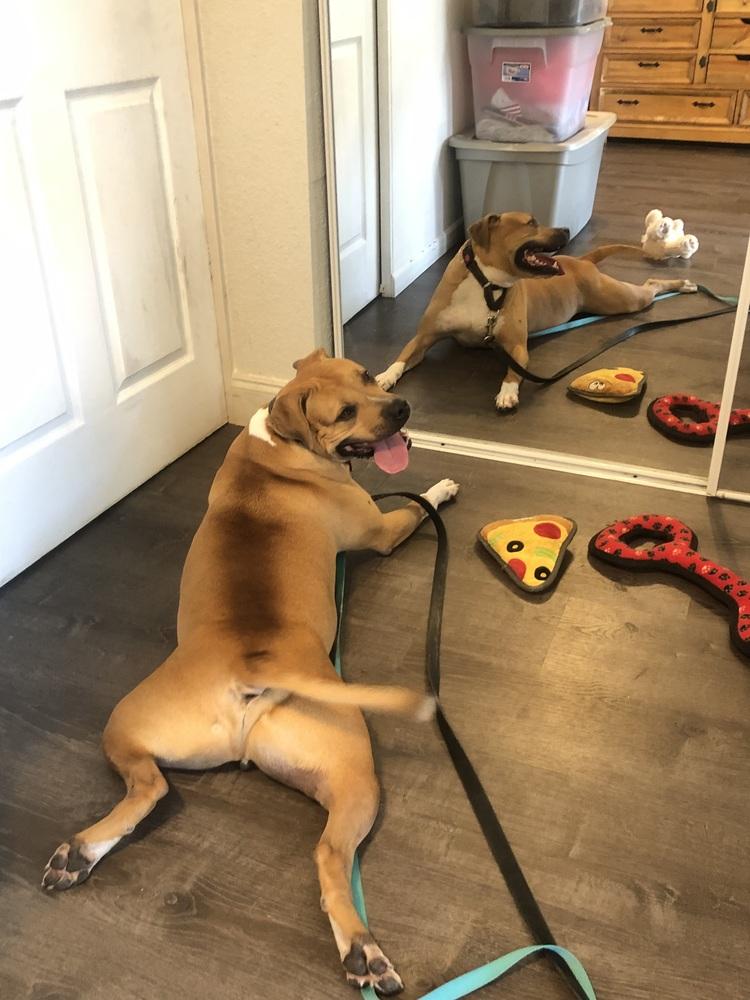 Buzz, Adoptable, Adult Male Pit Bull Terrier & Boxer.