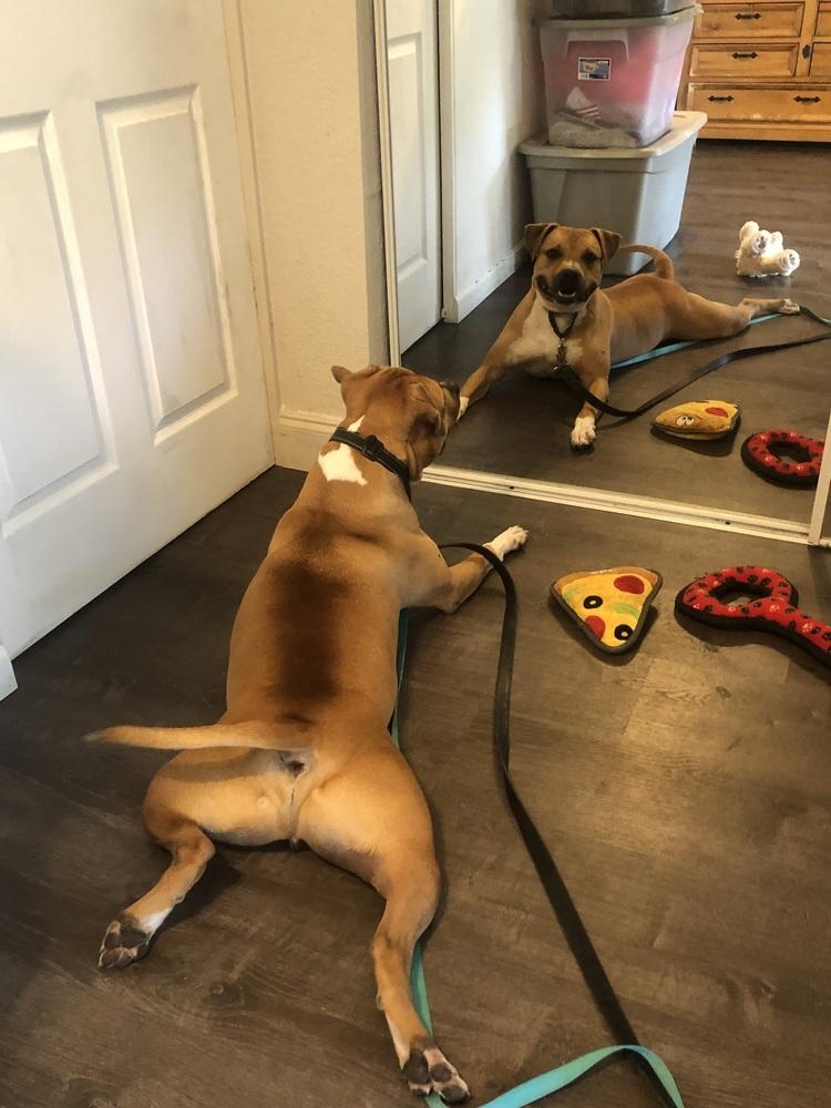 Buzz, a Adoptable mixed breed in West Palm Beach, FL image 2/6