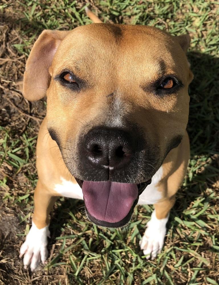 Buzz, a Adoptable mixed breed in West Palm Beach, FL image 4/6