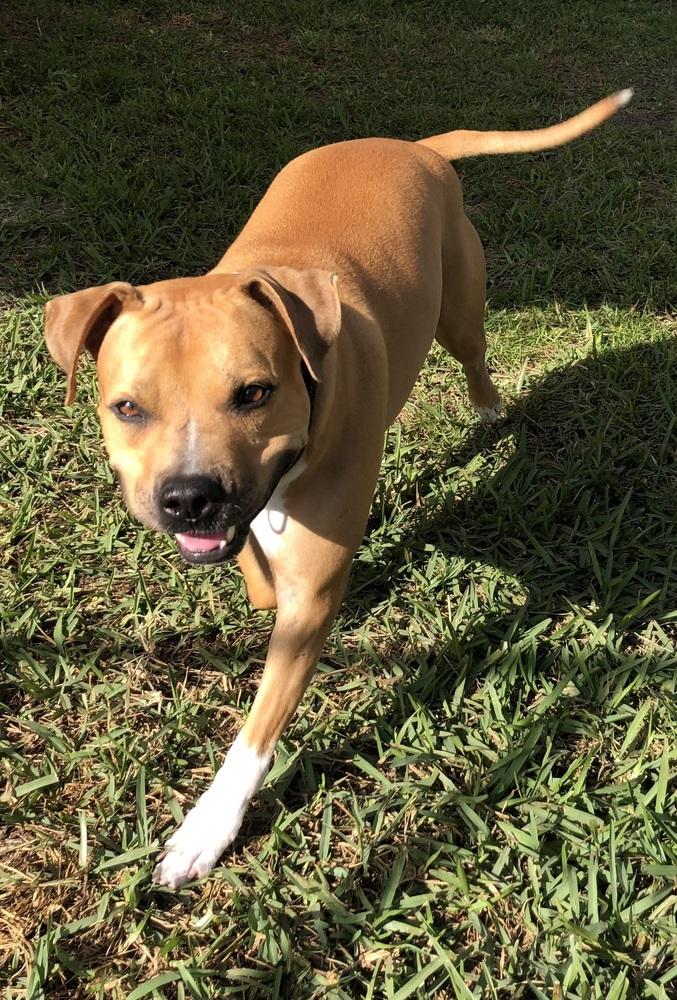 Buzz, Adoptable, Adult Male Pit Bull Terrier & Boxer.