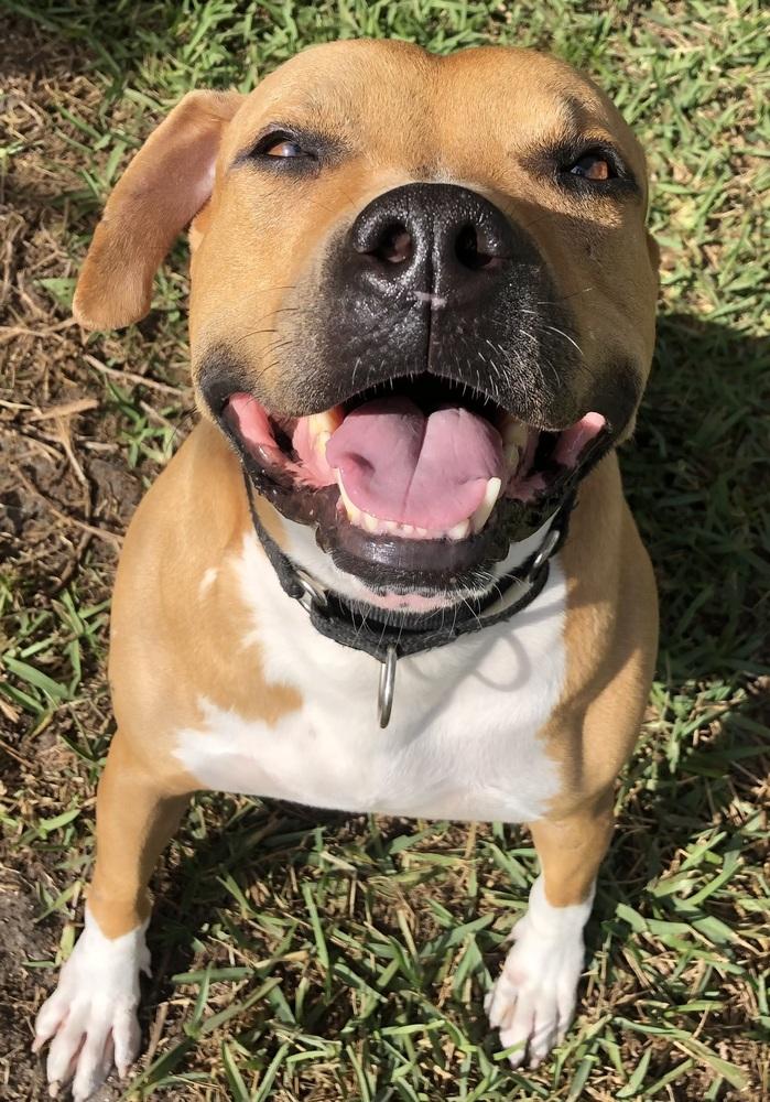 Buzz, a Adoptable mixed breed in West Palm Beach, FL image 6/6