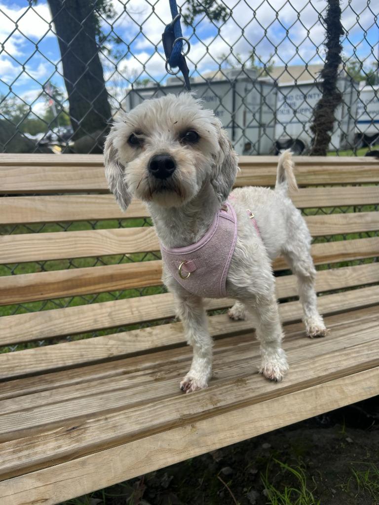 Sol, Adoptable, Young Female Shih Tzu & Yorkshire Terrier.
