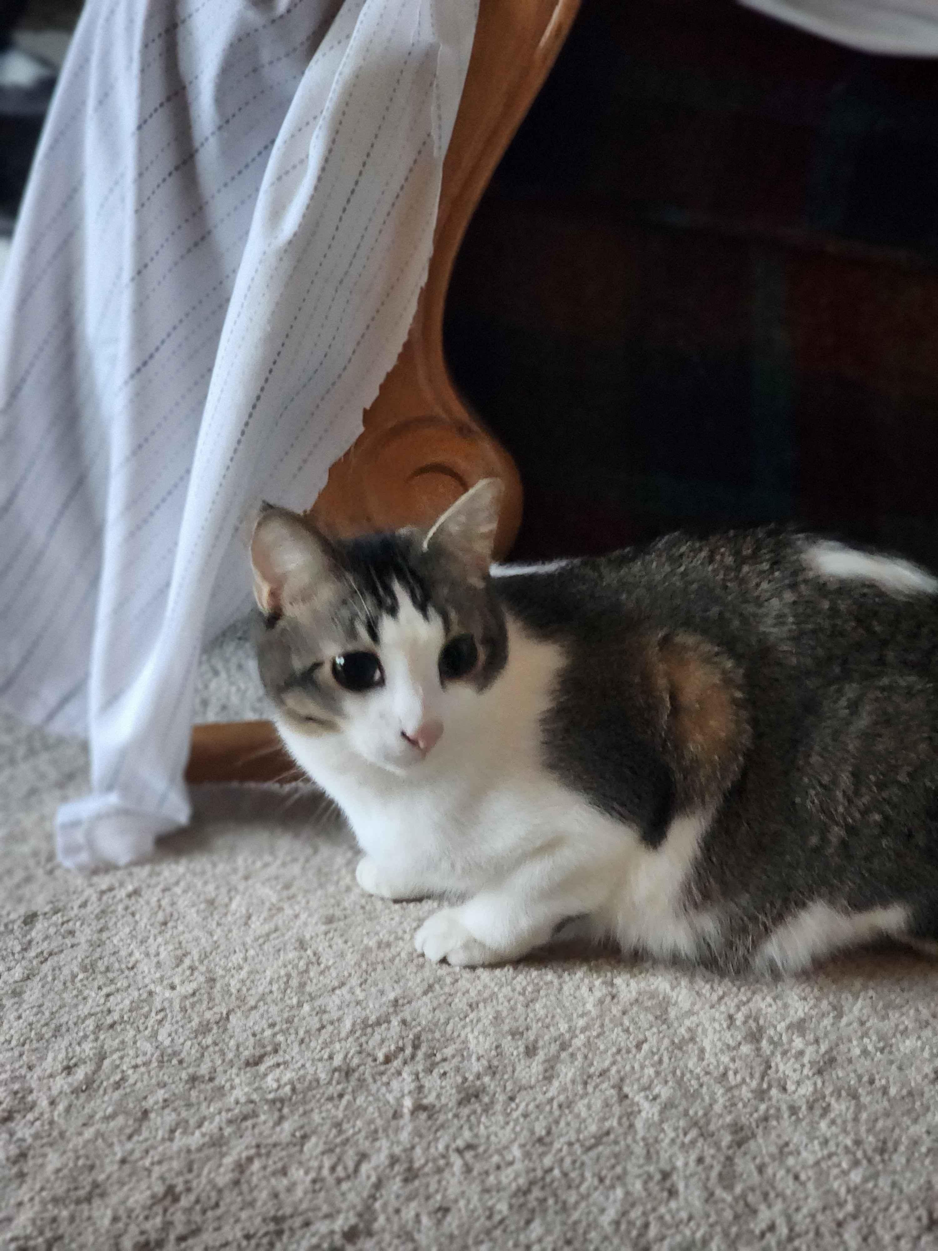 Willy, Adoptable, Young Male Domestic Short Hair.