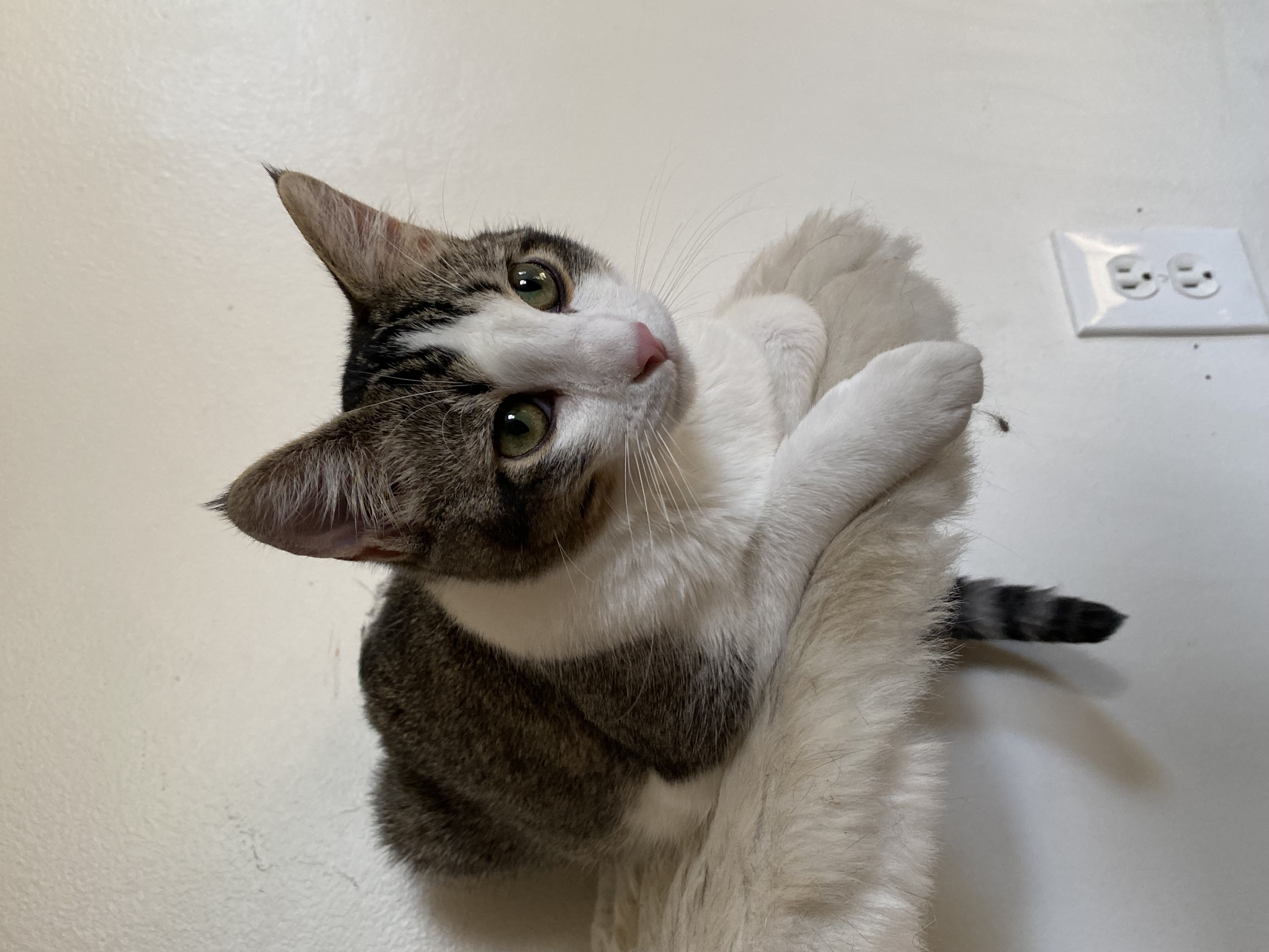 Enlarge Willy, a Adoptable Domestic Short Hair in Novi, MI image 6/6