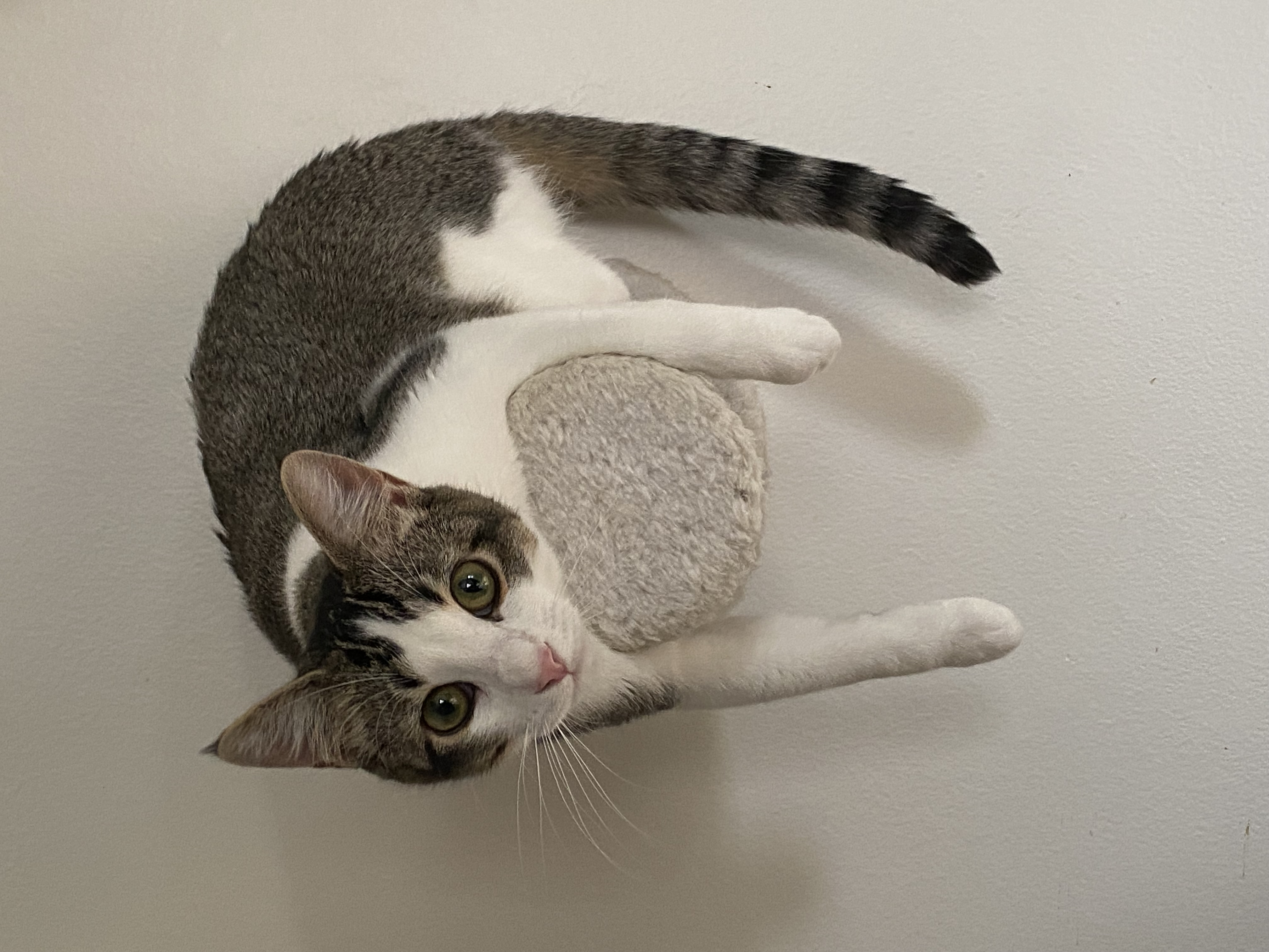 Enlarge Willy, a Adoptable Domestic Short Hair in Novi, MI image 2/6